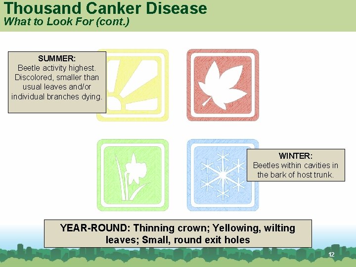 Thousand Canker Disease What to Look For (cont. ) SUMMER: Beetle activity highest. Discolored,