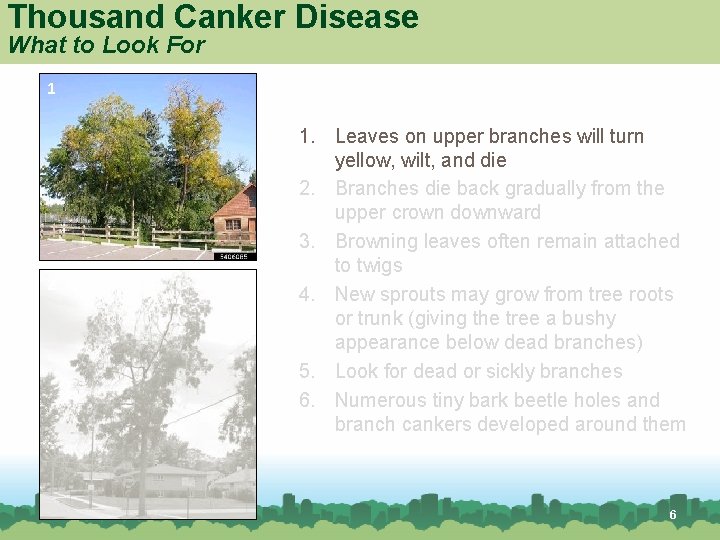 Thousand Canker Disease What to Look For 1 2 1. Leaves on upper branches