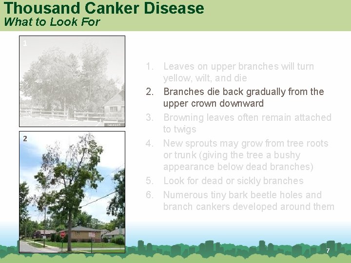 Thousand Canker Disease What to Look For 1 2 1. Leaves on upper branches