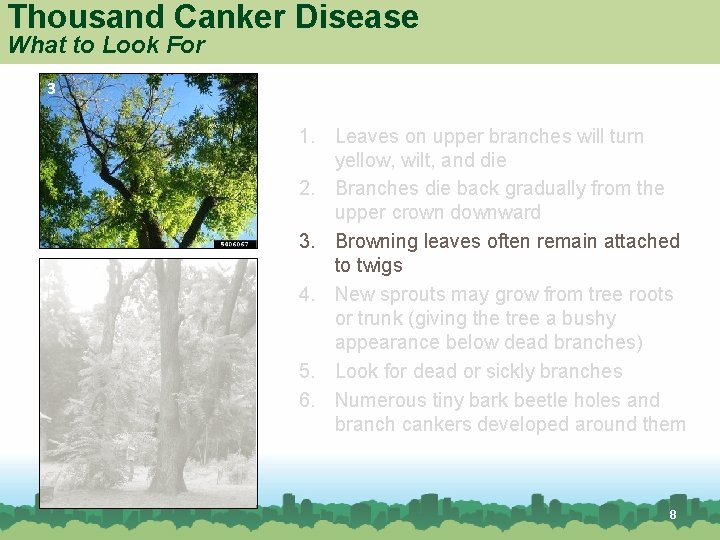 Thousand Canker Disease What to Look For 3 4 1. Leaves on upper branches