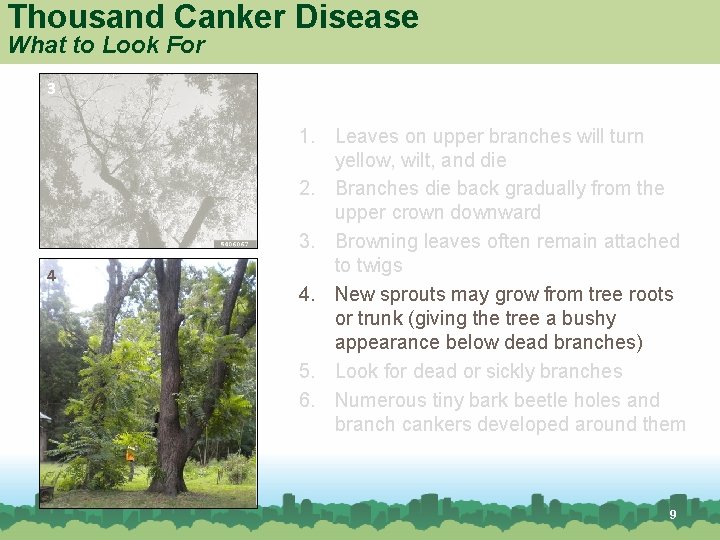 Thousand Canker Disease What to Look For 3 4 1. Leaves on upper branches