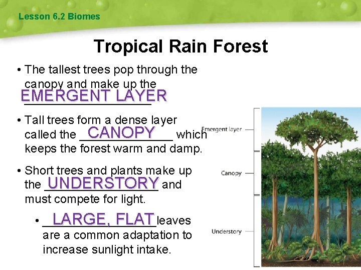Lesson 6. 2 Biomes Tropical Rain Forest • The tallest trees pop through the
