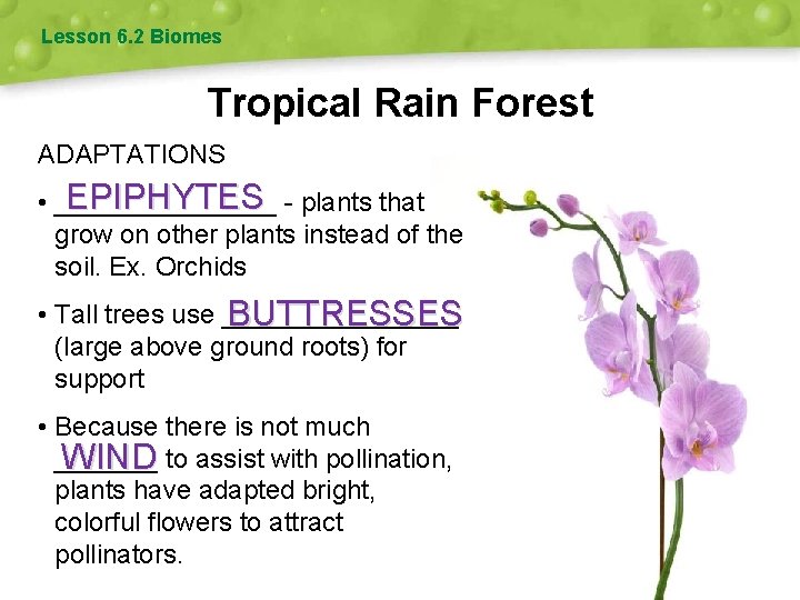 Lesson 6. 2 Biomes Tropical Rain Forest ADAPTATIONS EPIPHYTES - plants that • ________