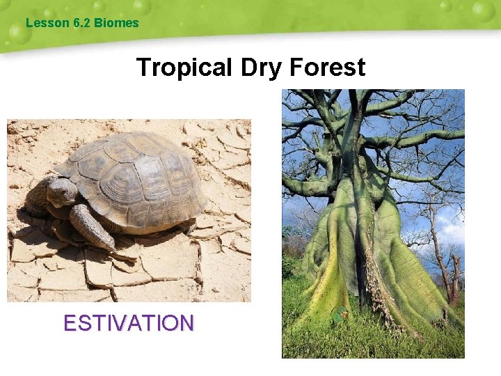 Lesson 6. 2 Biomes Tropical Dry Forest ESTIVATION 