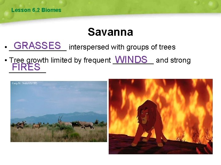 Lesson 6. 2 Biomes Savanna GRASSES interspersed with groups of trees • _______ •