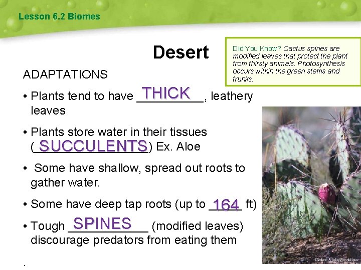 Lesson 6. 2 Biomes Desert ADAPTATIONS Did You Know? Cactus spines are modified leaves