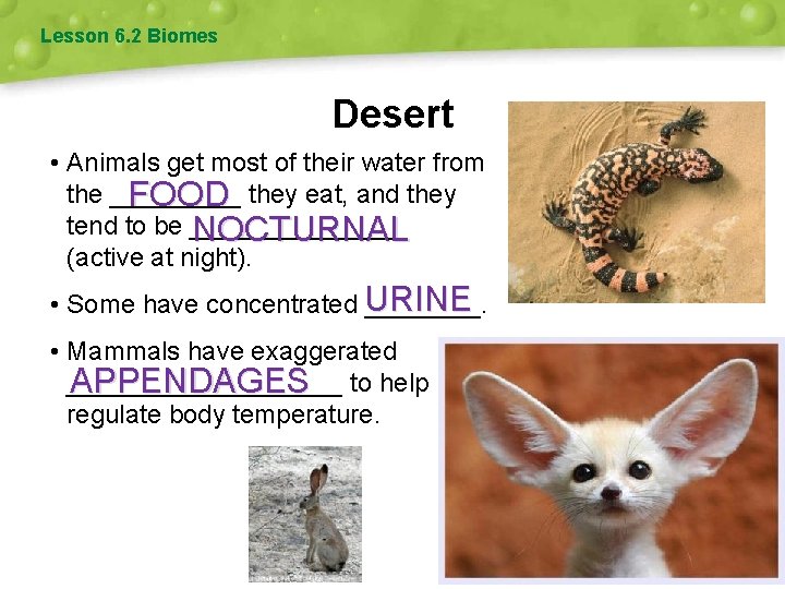 Lesson 6. 2 Biomes Desert • Animals get most of their water from the