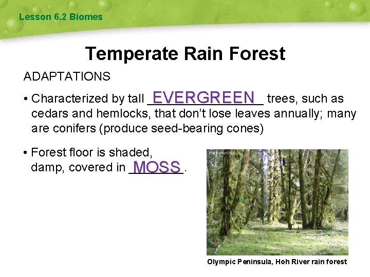 Lesson 6. 2 Biomes Temperate Rain Forest ADAPTATIONS • Characterized by tall _________ EVERGREEN