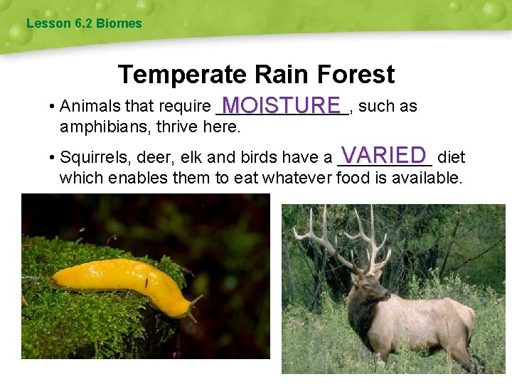 Lesson 6. 2 Biomes Temperate Rain Forest • Animals that require _______, MOISTURE such