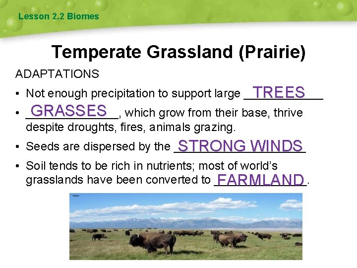 Lesson 2. 2 Biomes Temperate Grassland (Prairie) ADAPTATIONS • Not enough precipitation to support