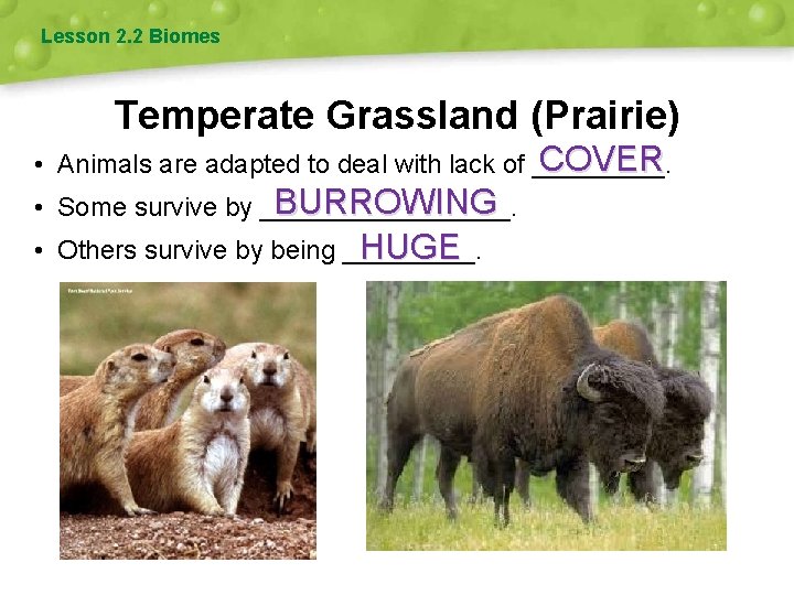 Lesson 2. 2 Biomes Temperate Grassland (Prairie) COVER • Animals are adapted to deal