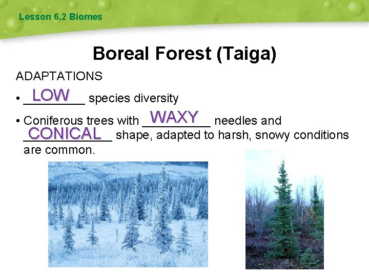 Lesson 6. 2 Biomes Boreal Forest (Taiga) ADAPTATIONS LOW species diversity • _____ WAXY