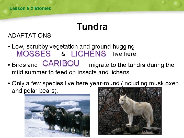 Lesson 6. 2 Biomes Tundra ADAPTATIONS • Low, scrubby vegetation and ground-hugging _______ LICHENS