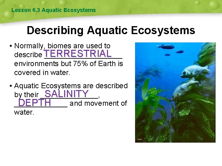 Lesson 6. 3 Aquatic Ecosystems Describing Aquatic Ecosystems • Normally, biomes are used to