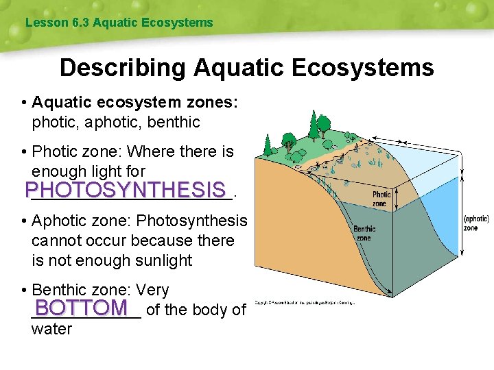 Lesson 6. 3 Aquatic Ecosystems Describing Aquatic Ecosystems • Aquatic ecosystem zones: photic, aphotic,