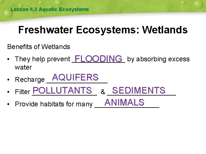 Lesson 6. 3 Aquatic Ecosystems Freshwater Ecosystems: Wetlands Benefits of Wetlands • They help