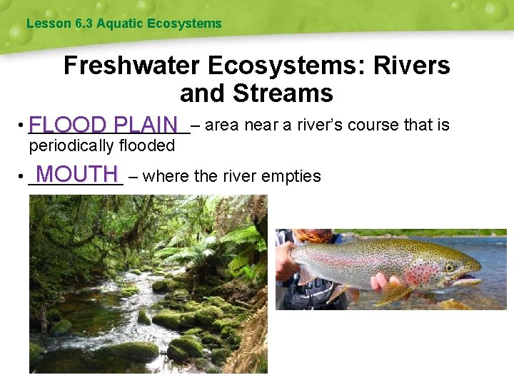 Lesson 6. 3 Aquatic Ecosystems Freshwater Ecosystems: Rivers and Streams • FLOOD _________– PLAIN