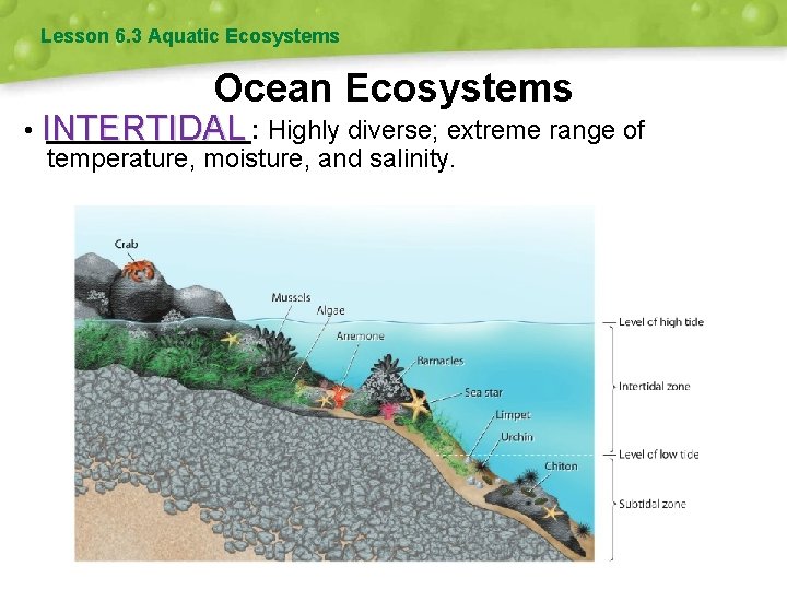 Lesson 6. 3 Aquatic Ecosystems Ocean Ecosystems • INTERTIDAL _______: Highly diverse; extreme range
