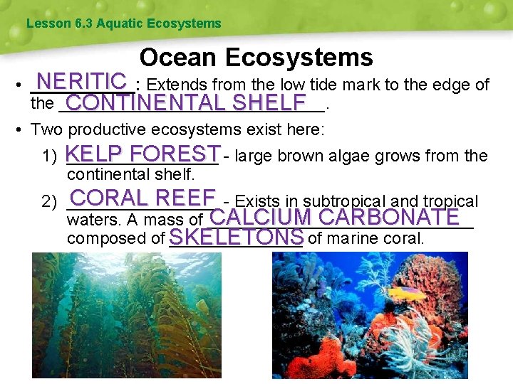 Lesson 6. 3 Aquatic Ecosystems Ocean Ecosystems NERITIC Extends from the low tide mark