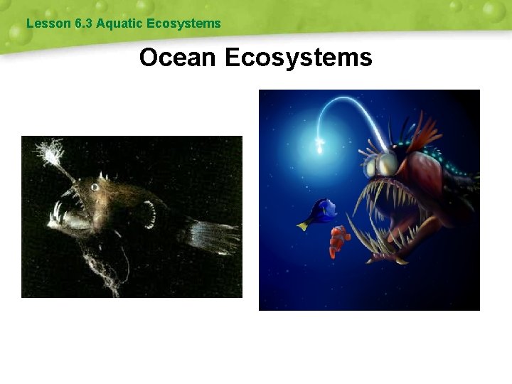 Lesson 6. 3 Aquatic Ecosystems Ocean Ecosystems 