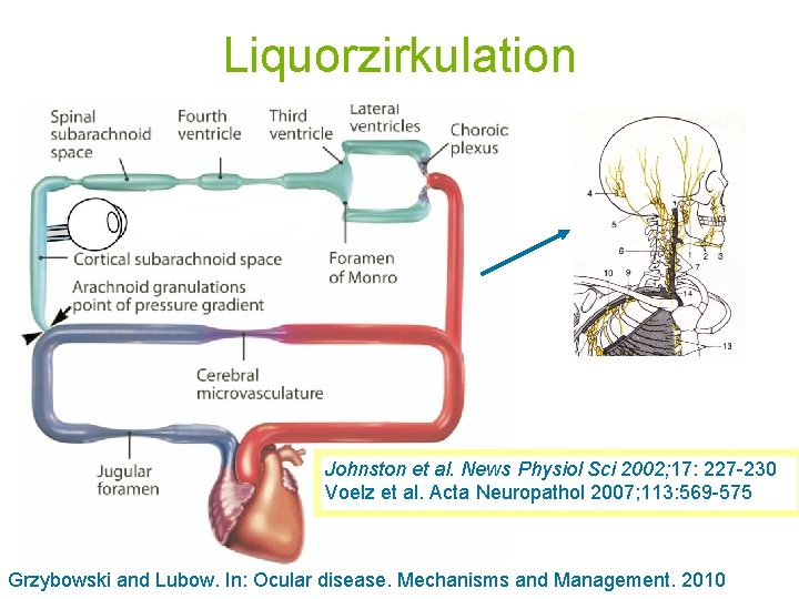 Liquorzirkulation Johnston et al. News Physiol Sci 2002; 17: 227 -230 Voelz et al.
