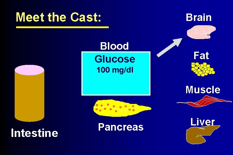 Meet the Cast: Blood Glucose Brain Fat 100 mg/dl Muscle Intestine Pancreas Liver 