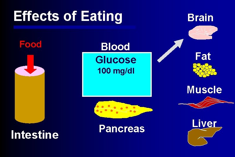 Effects of Eating Food Blood Glucose Brain Fat 100 mg/dl Muscle Intestine Pancreas Liver