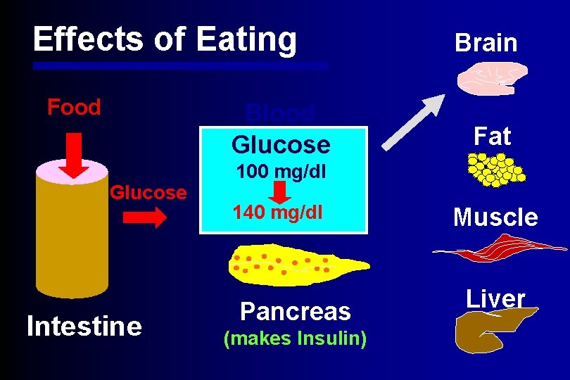 Effects of Eating Food Blood Glucose Intestine Brain Fat 100 mg/dl 140 mg/dl Pancreas