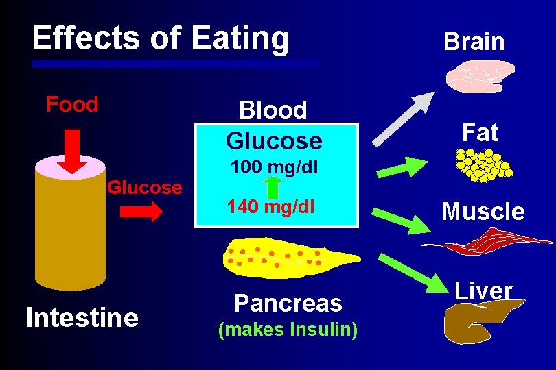 Effects of Eating Food Blood Glucose Intestine Brain Fat 100 mg/dl 140 mg/dl Pancreas