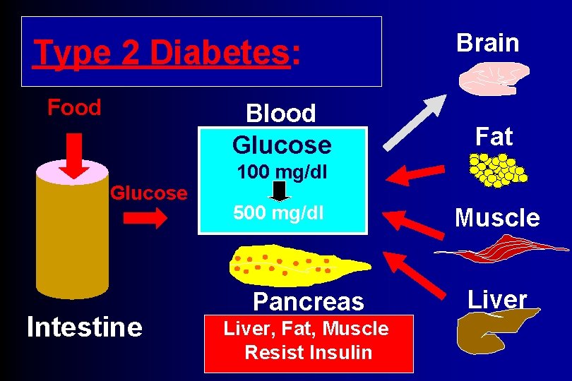 Type 2 Diabetes: Food Blood Glucose Intestine Brain Fat 100 mg/dl 500 mg/dl Pancreas