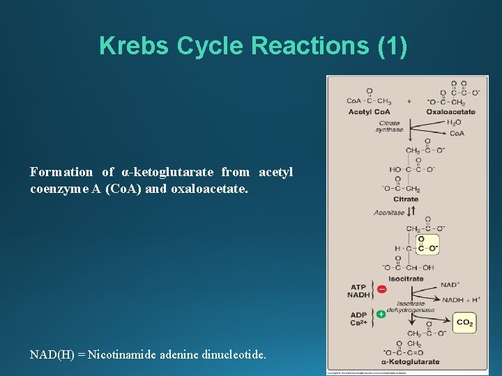Krebs Cycle Reactions (1) Formation of α-ketoglutarate from acetyl coenzyme A (Co. A) and