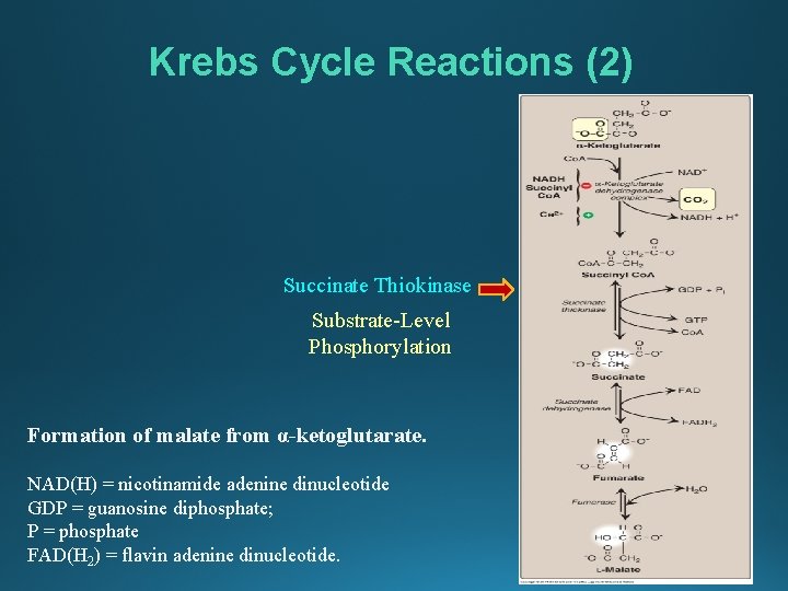 Krebs Cycle Reactions (2) Succinate Thiokinase Substrate-Level Phosphorylation Formation of malate from α-ketoglutarate. NAD(H)