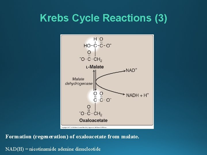 Krebs Cycle Reactions (3) Formation (regeneration) of oxaloacetate from malate. NAD(H) = nicotinamide adenine
