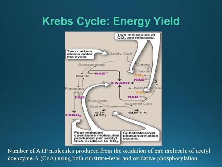 Krebs Cycle: Energy Yield Number of ATP molecules produced from the oxidation of one