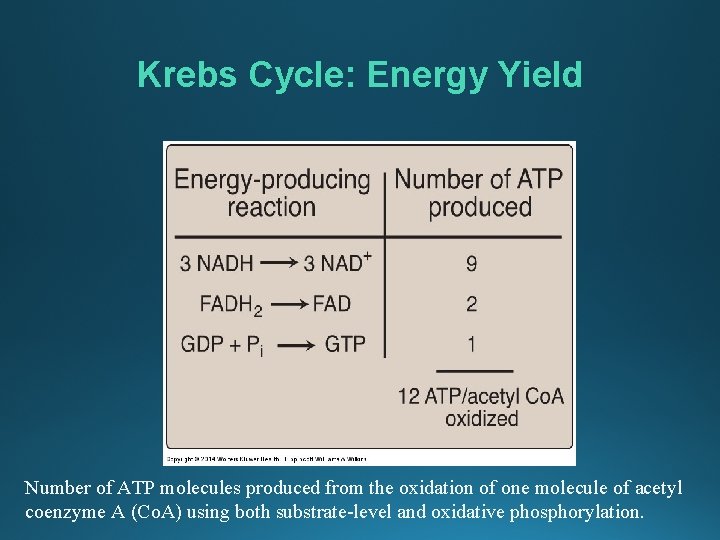 Krebs Cycle: Energy Yield Number of ATP molecules produced from the oxidation of one