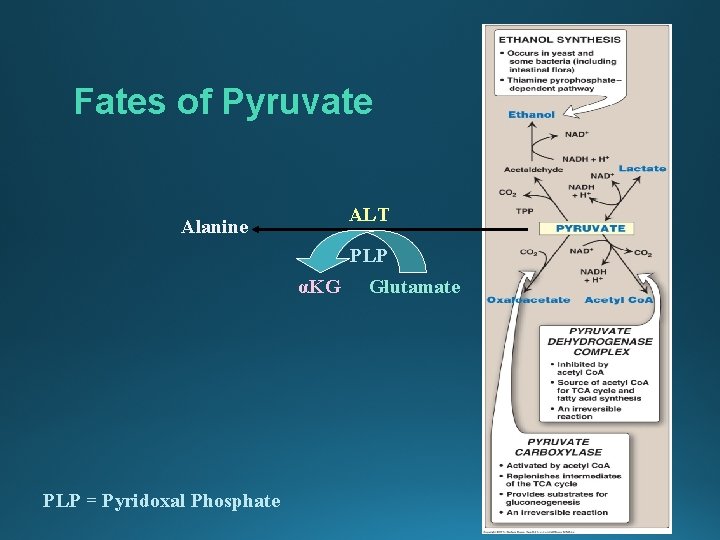 Fates of Pyruvate ALT Alanine PLP αKG PLP = Pyridoxal Phosphate Glutamate 