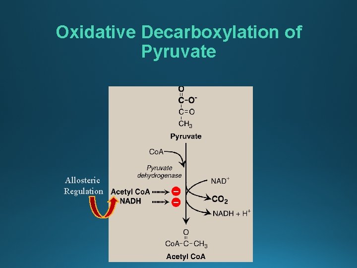 Oxidative Decarboxylation of Pyruvate Allosteric Regulation 