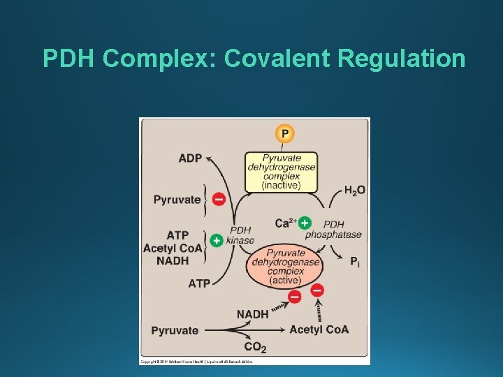 PDH Complex: Covalent Regulation 