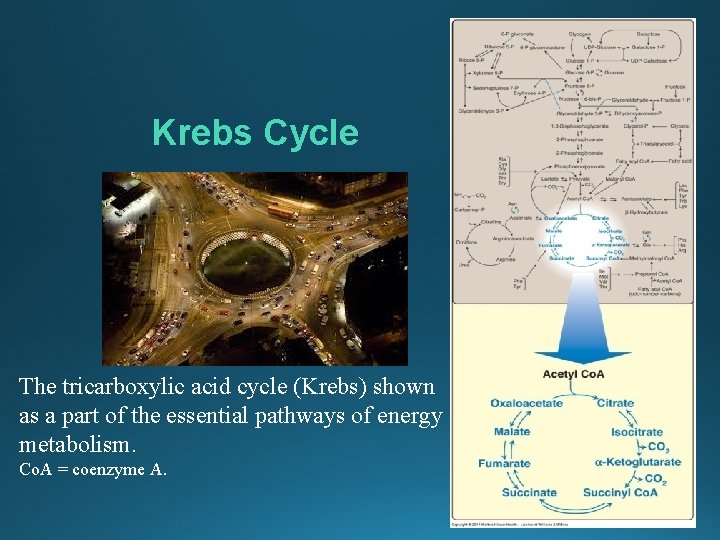 Krebs Cycle The tricarboxylic acid cycle (Krebs) shown as a part of the essential