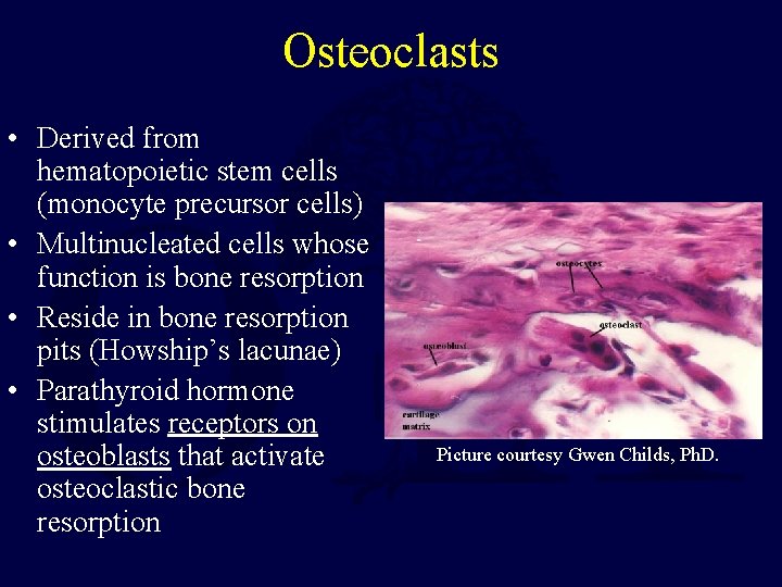 Osteoclasts • Derived from hematopoietic stem cells (monocyte precursor cells) • Multinucleated cells whose