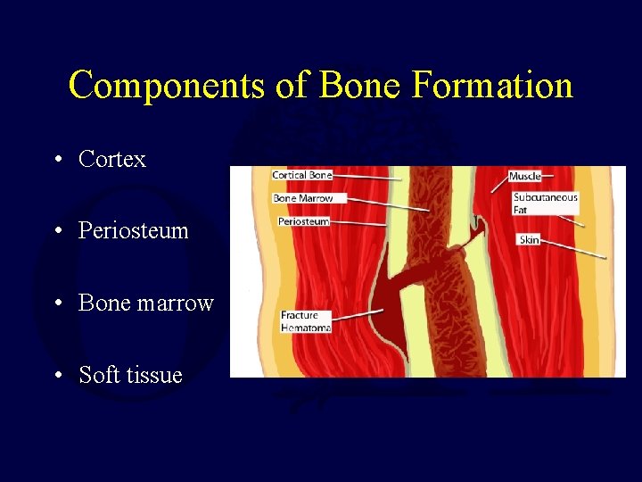 Components of Bone Formation • Cortex • Periosteum • Bone marrow • Soft tissue