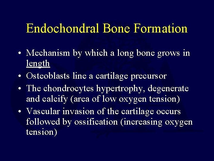 Endochondral Bone Formation • Mechanism by which a long bone grows in length •