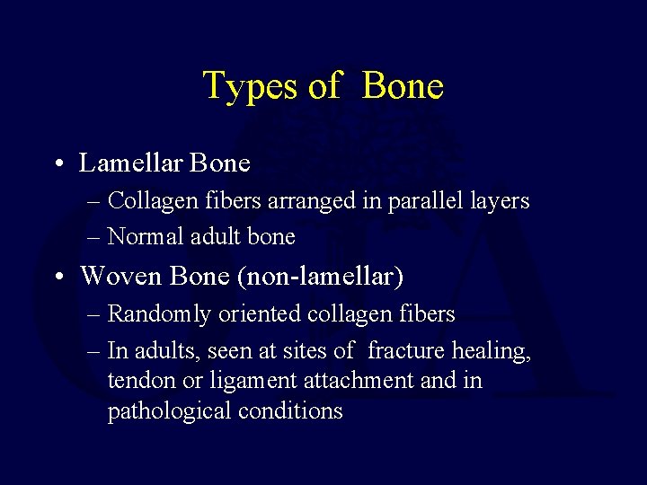 Types of Bone • Lamellar Bone – Collagen fibers arranged in parallel layers –