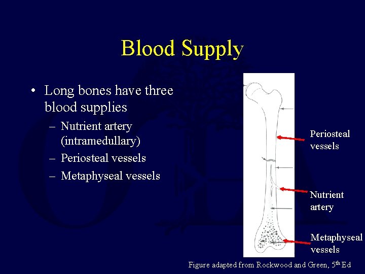 Blood Supply • Long bones have three blood supplies – Nutrient artery (intramedullary) –