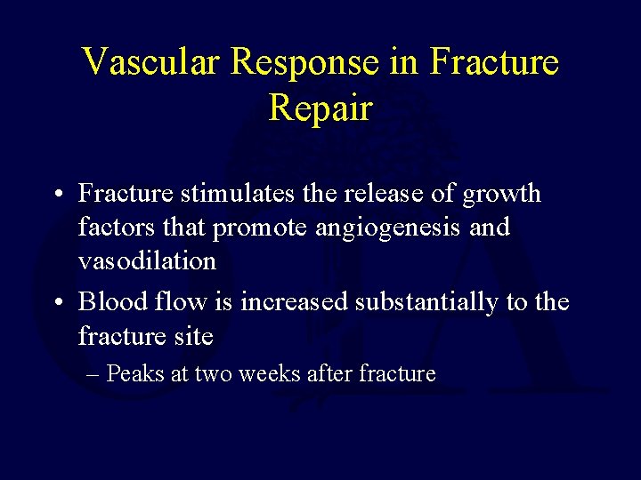 Vascular Response in Fracture Repair • Fracture stimulates the release of growth factors that