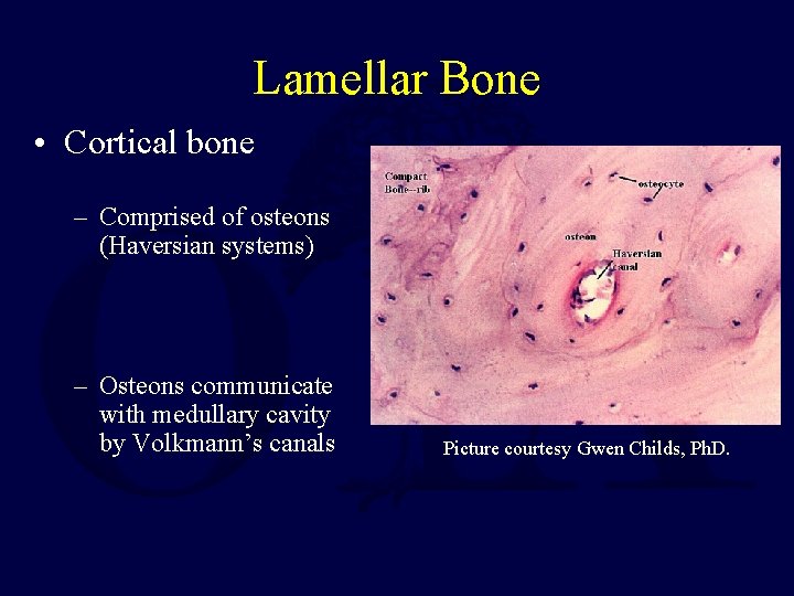 Lamellar Bone • Cortical bone – Comprised of osteons (Haversian systems) – Osteons communicate