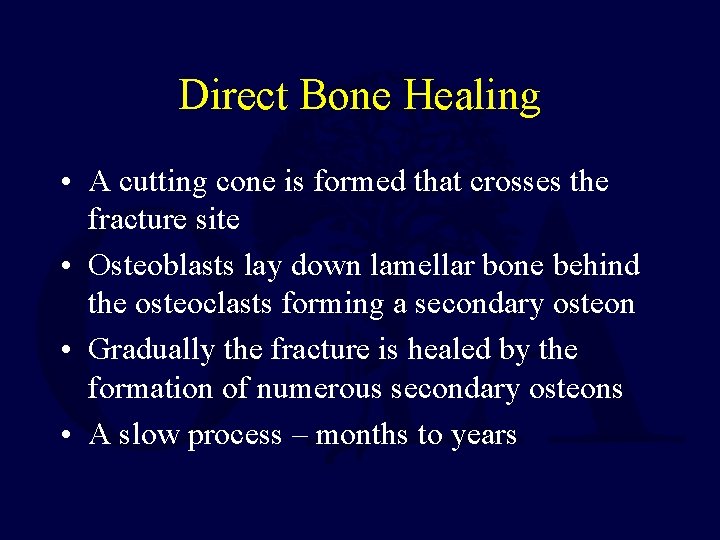 Direct Bone Healing • A cutting cone is formed that crosses the fracture site