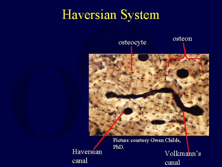 Haversian System osteocyte Haversian canal osteon Picture courtesy Gwen Childs, Ph. D. Volkmann’s canal