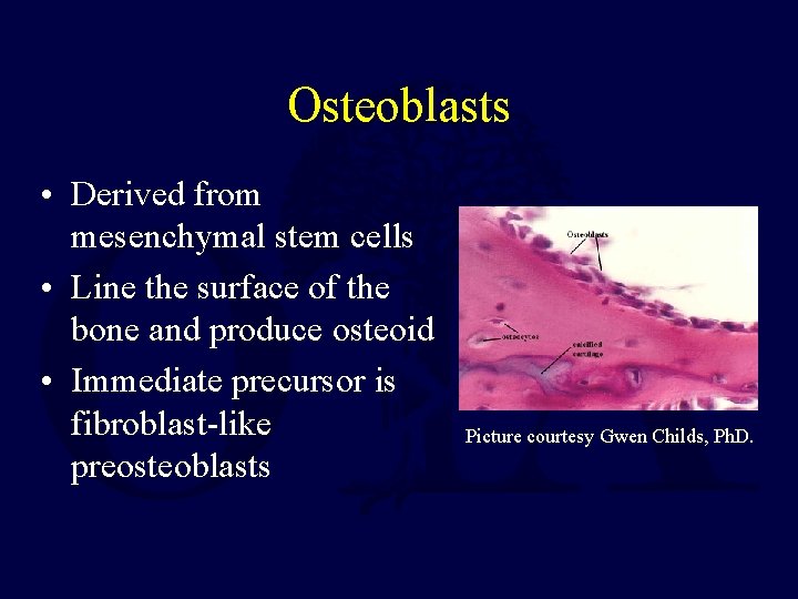 Osteoblasts • Derived from mesenchymal stem cells • Line the surface of the bone