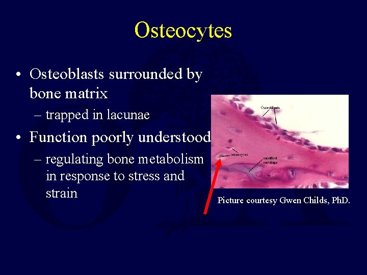 Osteocytes • Osteoblasts surrounded by bone matrix – trapped in lacunae • Function poorly